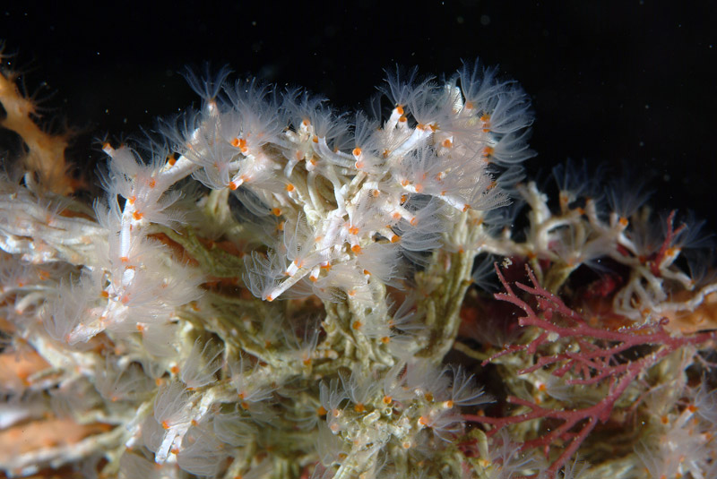 Filograna implexa